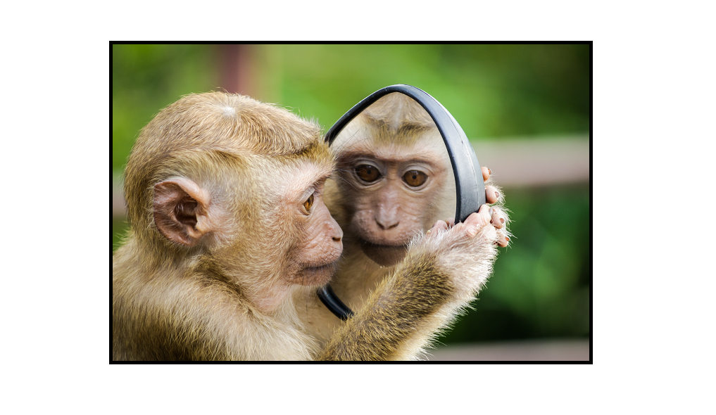 Mirror Trading