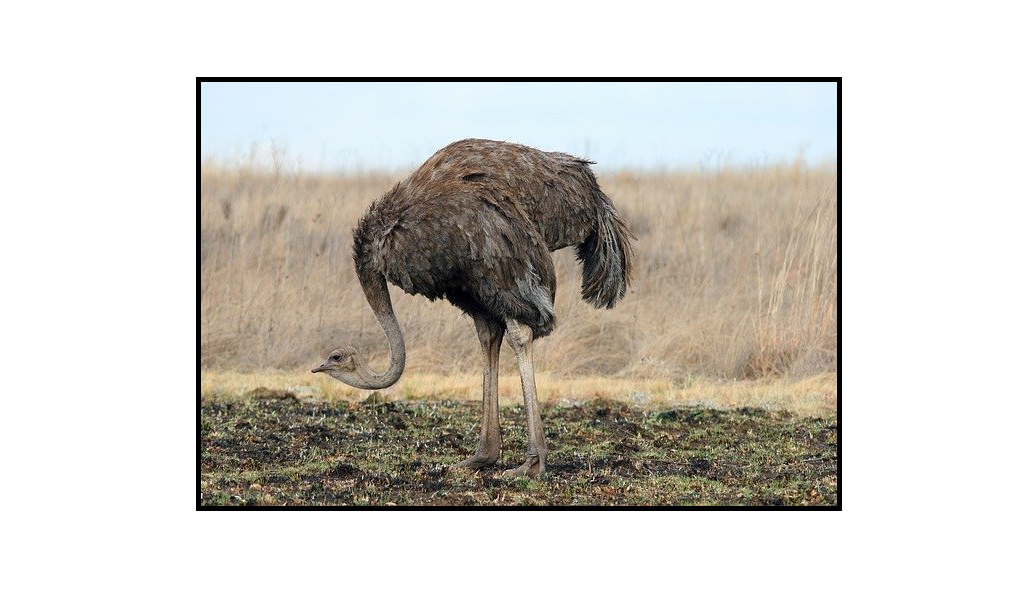 Pštros - Ostrich