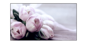 Tulipánová horečka