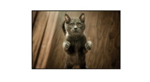 Odraz mrtvé kočky (Dead Cat Bounce)