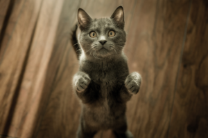 Odraz mrtvé kočky (Dead Cat Bounce)