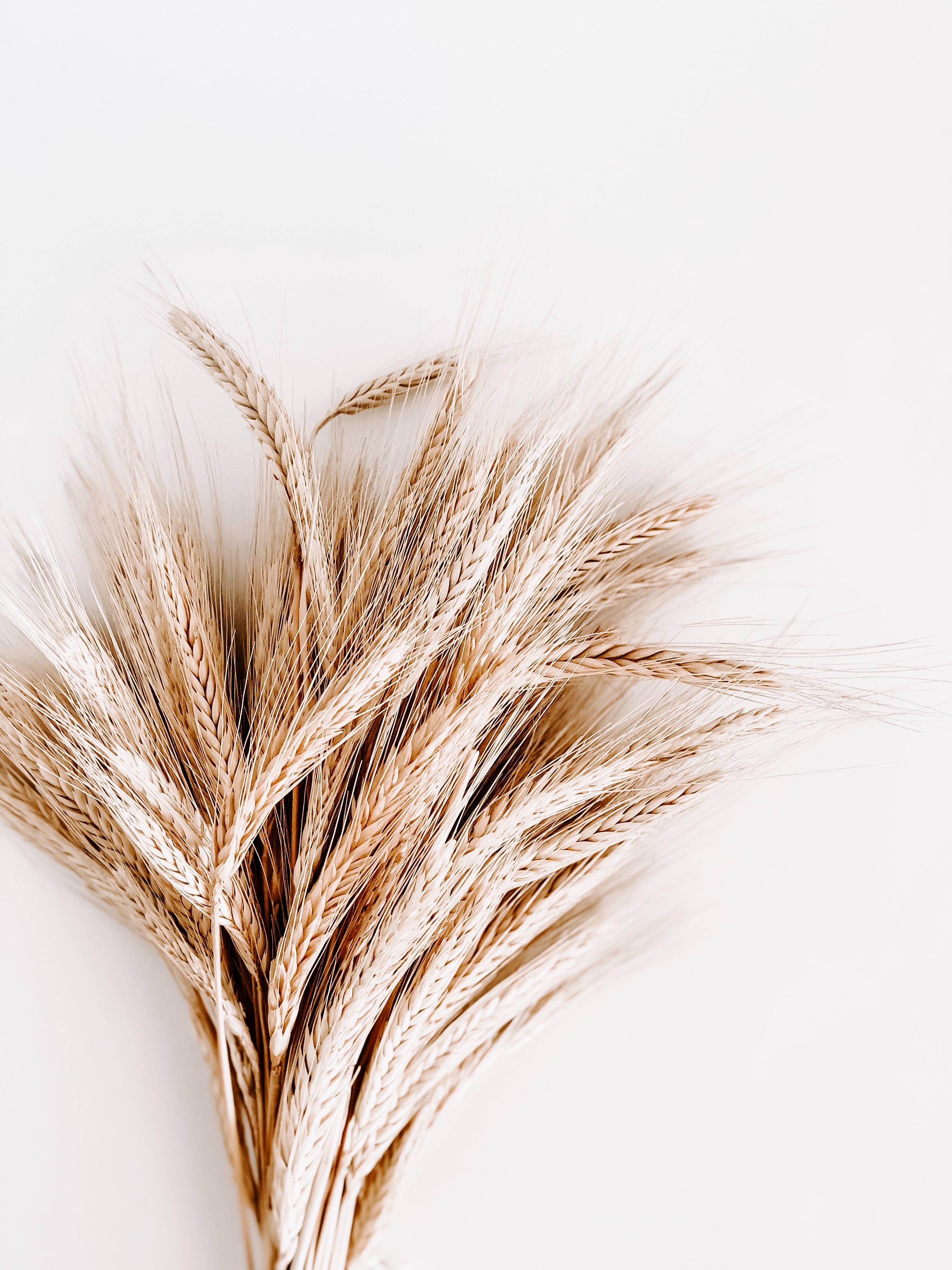 Pšenice zajímavosti na burze